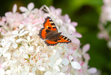 Butterfly sitting on the white hydrangea flowers close up.