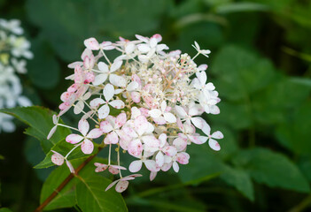 White hydrangea flowers close up.