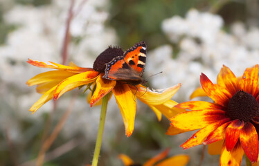 The butterfly sitting on the Rudbeckia hirta, Black-eyed Susan, or African daisy flowers.