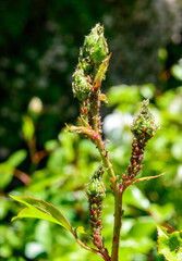 Green Aphid (Aphidoidea, Hemiptera) on a bud of a decorative rose
