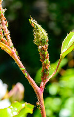 Green Aphid (Aphidoidea, Hemiptera) on a bud of a decorative rose