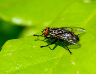 (Sarcophaga carnaria), large gray meat fly on a green leaf