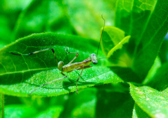 Young little mantis Hierodula transcaucasica - an invasive species