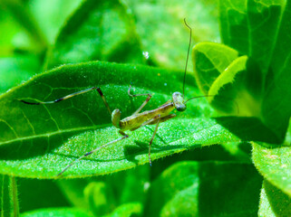 Young little mantis Hierodula transcaucasica - an invasive species