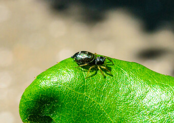 Heliophanus cupreus - jumping shiny spider hunting on a green leaf