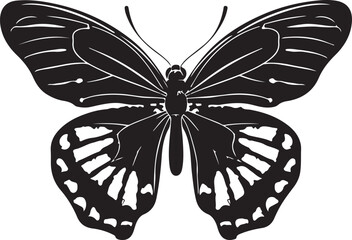 butterfly on a white background