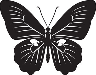 butterfly on a white background
