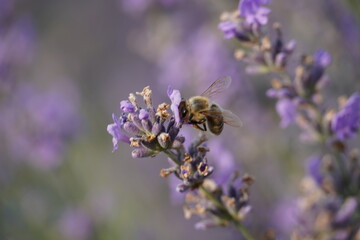 Bee busy collecting nectar in a lavender field