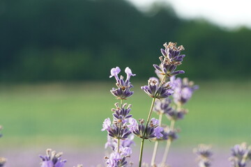Close-up of a lavender flower on a bokeh background of a green meadow