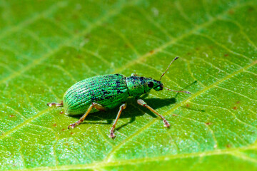 Polydrusus formosus - green shiny beetle weevil on a green leaf