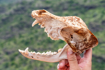 Skull, The dog (Canis familiaris or Canis lupus familiaris) is a domesticated descendant of the wolf. Kokee Road, west Kauai, Hawaii