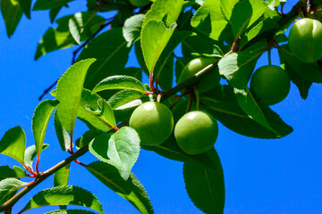 Plum branch with green fruits against a background of blue sky