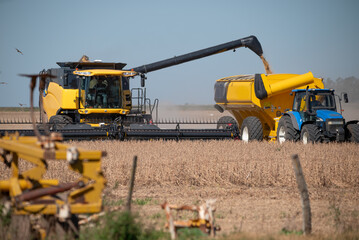 Traspaso de granos de cosecha de trilladora a transporte, campo Argentino, maíz, trigo,  soja,...