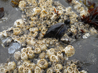 Barnacles And Mussel