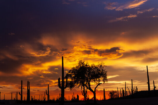 The summer sunset in Tucson, Arizona silhouettes the giant saguaro and mesquite trees leaving crepuscular rays across the sky.