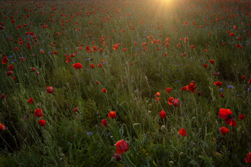 last sun rays at sunset over a field of red poppies and blue flowers, bucolic atmosphere in a field of poppies at dusk, background © Javier