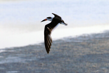 Um belíssimo talha-mar com suas asas gigantes dando a sua graça na lagoa da Ponte Preta - Maricá - RJ