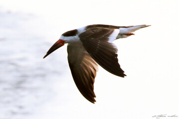 Um belíssimo talha-mar com suas asas gigantes dando a sua graça na lagoa da Ponte Preta - Maricá - RJ