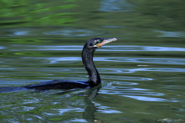 Um biguá no detalhe no Canal de Ponta Negra - Maricá - RJ