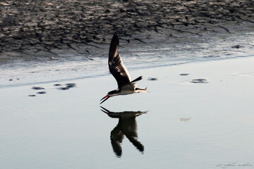 Um show de beleza e técnica na pesca dos talha-mar  na lagoa da Ponte Preta - Maricá - RJ
