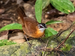 Bornean Black-capped Babbler in Borneo, Malaysia