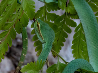 Borneo Keeled Pit Viper in Borneo, Malaysia