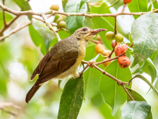 Brown-throated Sunbird in Borneo, Malaysia