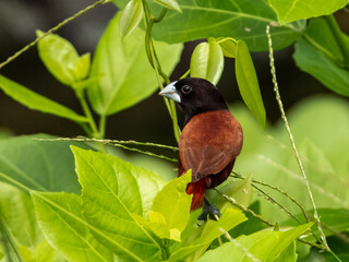 Chestnut Munia in Borneo, Malaysia