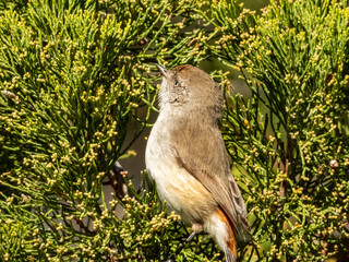 Chestnut-rumped Thornbill in Victoria, Australia