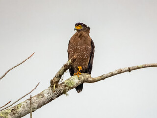 Crested Serpent-Eagle in Borneo, Malaysia