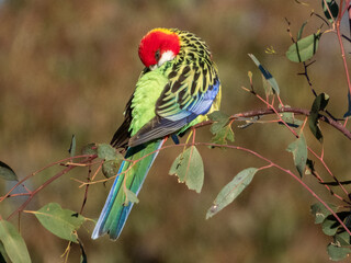 Eastern Rosella in New South Wales Australia