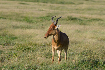 antelope Coke's hartebeest in the savannah