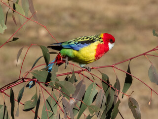 Eastern Rosella in New South Wales Australia