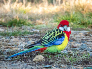 Eastern Rosella in New South Wales Australia