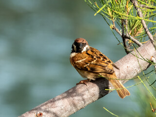 Eurasian Tree Sparrow in Borneo, Malaysia
