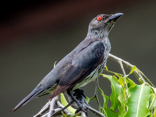Asian Glossy Starling in Borneo, Malaysia
