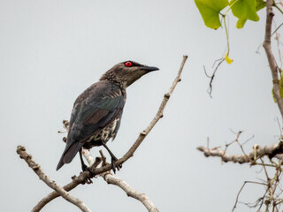Asian Glossy Starling in Borneo, Malaysia