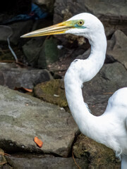 Great Egret in Borneo, Malaysia
