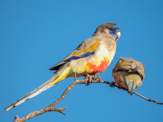 Greater Bluebonnet in New South Wales Australia