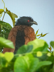 Greater Coucal in Borneo, Malaysia
