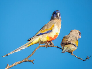 Greater Bluebonnet in New South Wales Australia