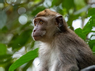 Long-tailed Macaque in Borneo, Malaysia