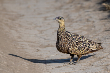 Yellow-throated Sandgrouse female on the ground