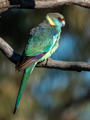 Mallee Ringneck Parrot in South Australia