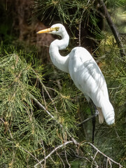 Medium Egret in Borneo, Malaysia