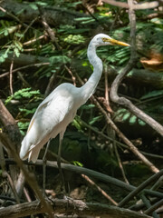 Medium Egret in Borneo, Malaysia