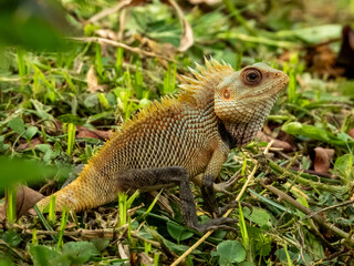 Oriental Garden Lizard in Borneo, Malaysia