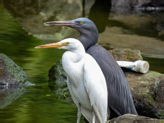 Pacific Reef-Heron in Borneo, Malaysia