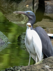 Pacific Reef-Heron in Borneo, Malaysia