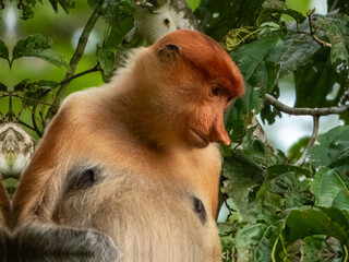 Wild Proboscis Monkey in Borneo, Malaysia